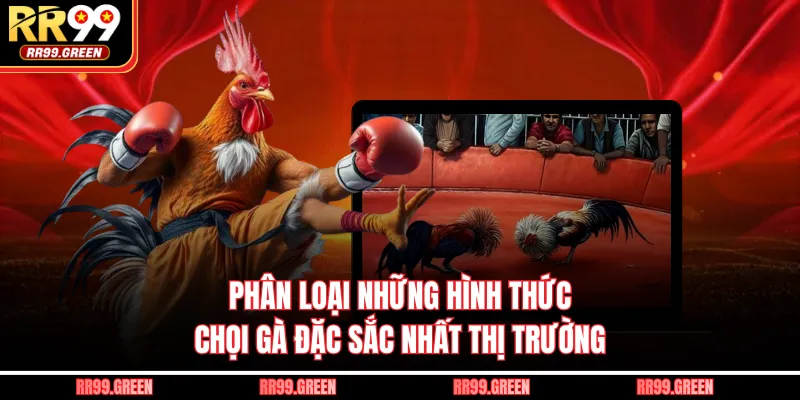 Phân loại những hình thức chọi gà đặc sắc nhất thị trường