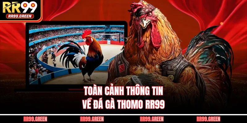Toàn cảnh thông tin về đá gà Thomo RR99